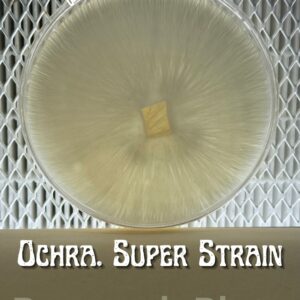 Ochraceocentrata Super Strain Research Plate