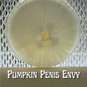 Pumpkin Penis Envy Research Envy