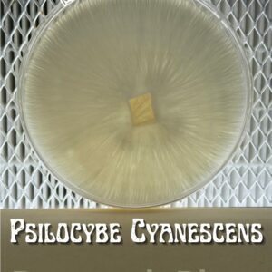 Psilocybe Cyanescens Research Plate