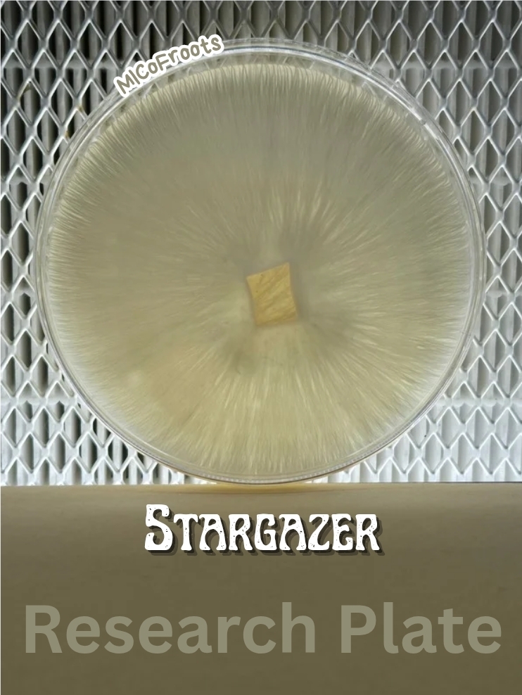 Stargazer Research Plate