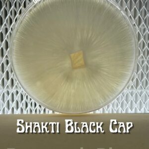 Shakti Black Cap Research Plate