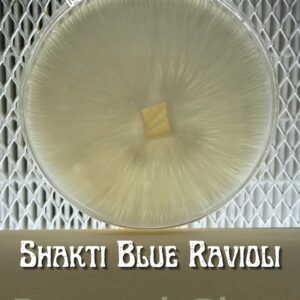 Shakti Blue Ravioli Research Plate