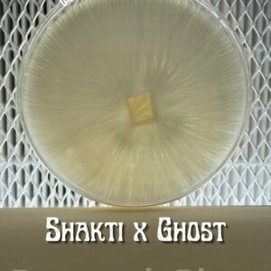 Shakti x Ghost Research Plate