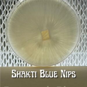 Shakti Blue Nips Research Plate