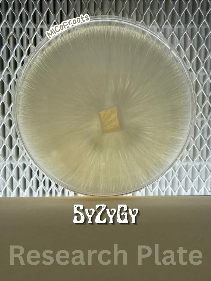 SyZyGy Research Plate