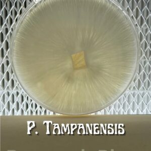 Psilocybe Tampanensis Research Plate