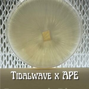 Tidalwave x Albino Penis Envy Research Plate