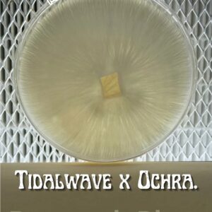 Tidalwave x Ochraceocentrata Research Plate