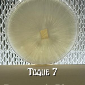 Toque F7 Research Plate
