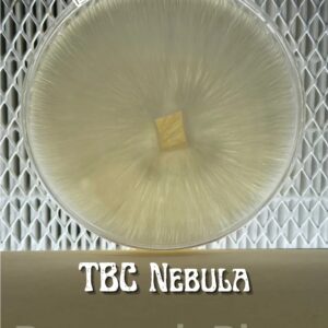 True Albino Teacher Black Cap Nebula Research Plate