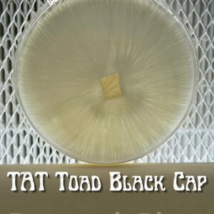 TAT Toad Black Cap Research Cap