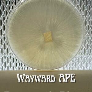 Wayward APE Research Plate