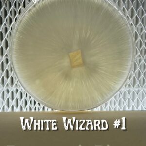 White Wizard #1 Research Plate
