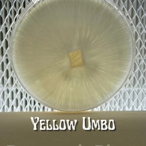 Yellow Umbo Research Plate