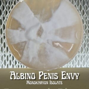 Albino Penis Envy Monokaryon Isolate Research Plate