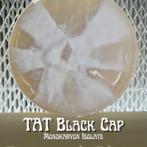 TAT Black Cap Monokaryon Isolate Research Plate