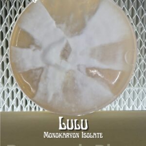 Lulu Monokaryon Isolate Research Plate