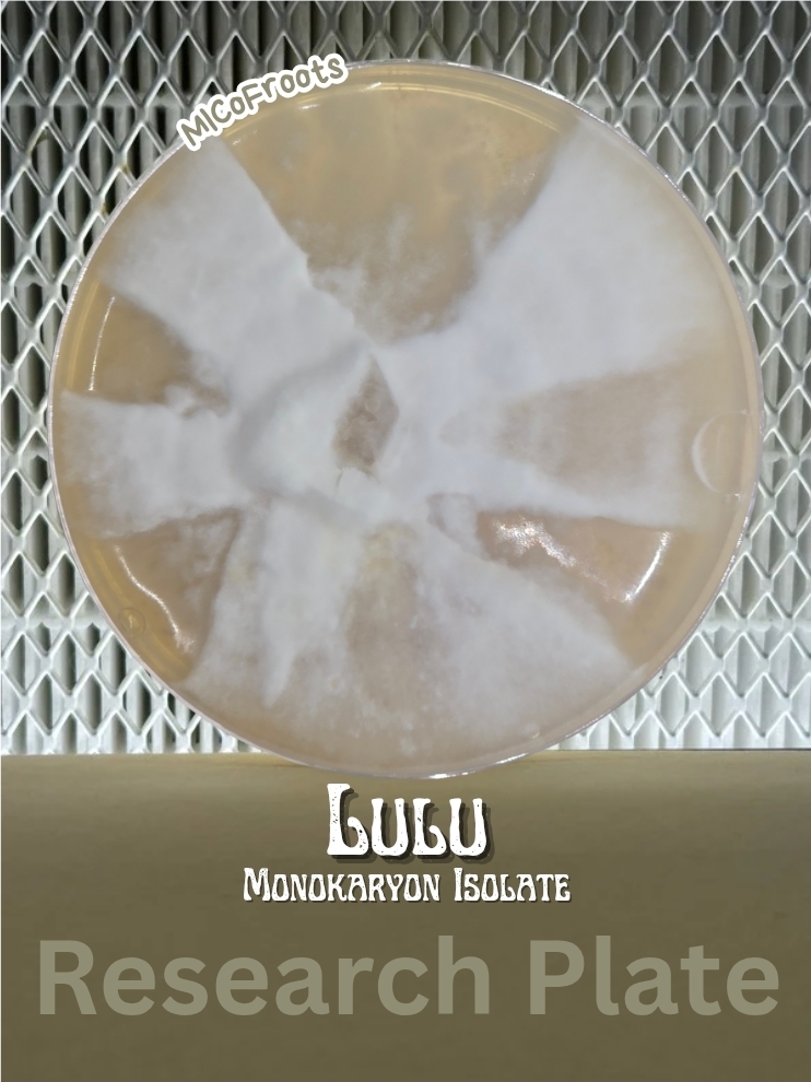 Lulu Monokaryon Isolate Research Plate