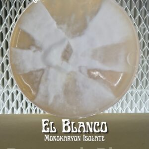 El Blanco Monokaryon Isolate Research Plate