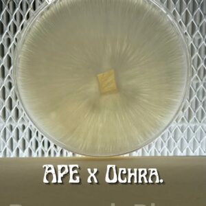 Albino Penis Envy x P. Ochraceocentrata Research Plate