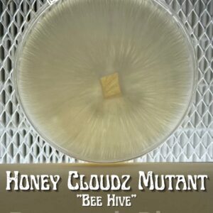 Bee Hive Research Plate