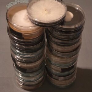 25x Research Plate Bundle (Vendor's Choice)