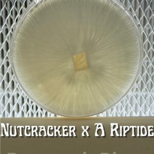 Nutcracker x Albino Riptide Research Plate