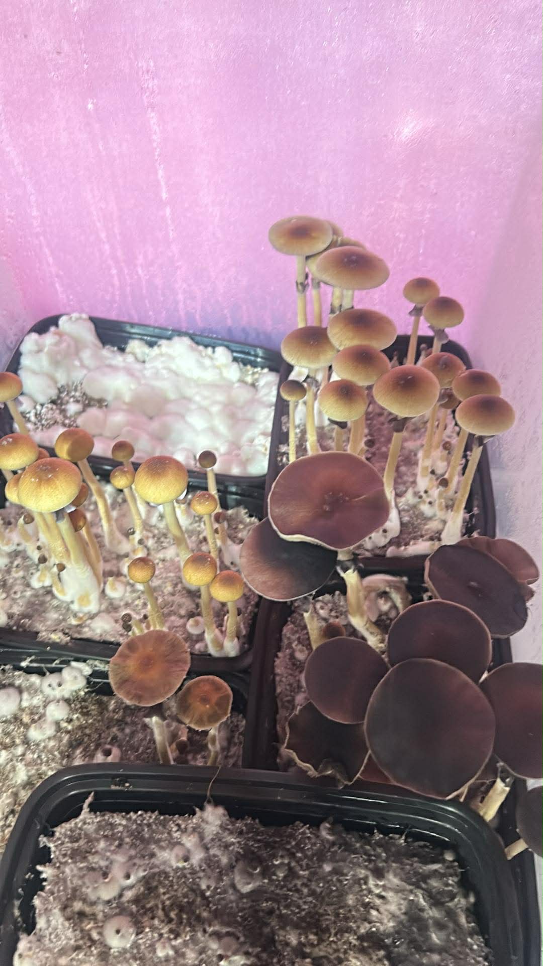 Redboy Research Spore Print - Image 2