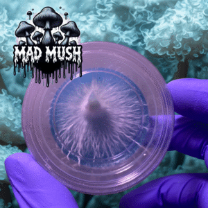 Tidal Wave x Ape Compact Culture Research Cups