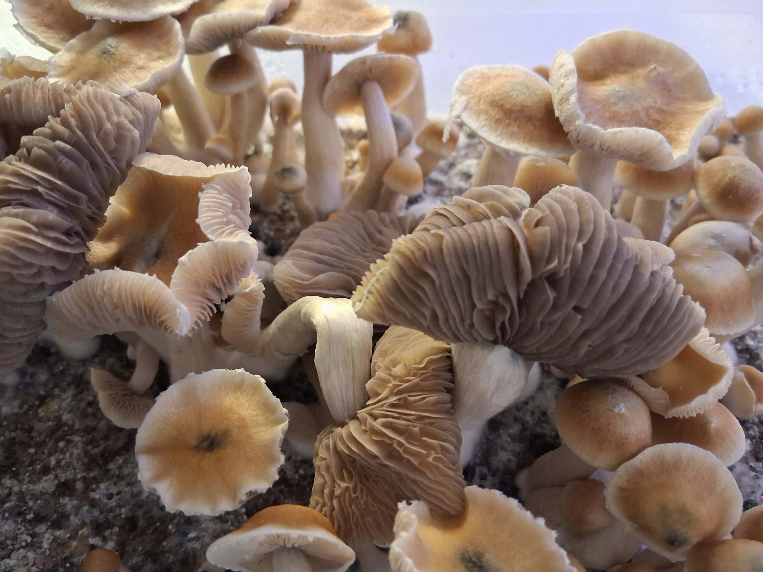 AA+ Spore Print - Image 3