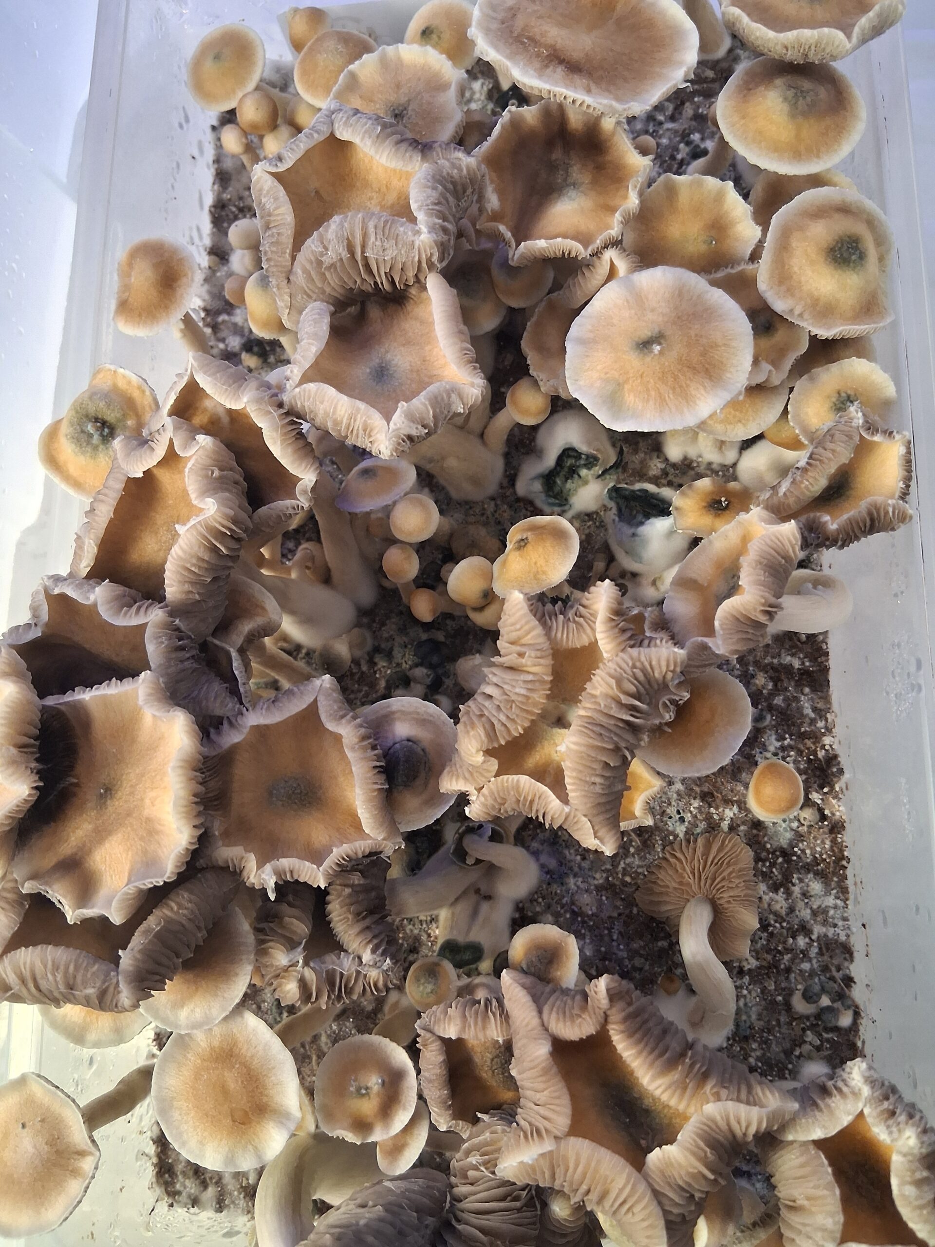 AA+ Spore Print - Image 4