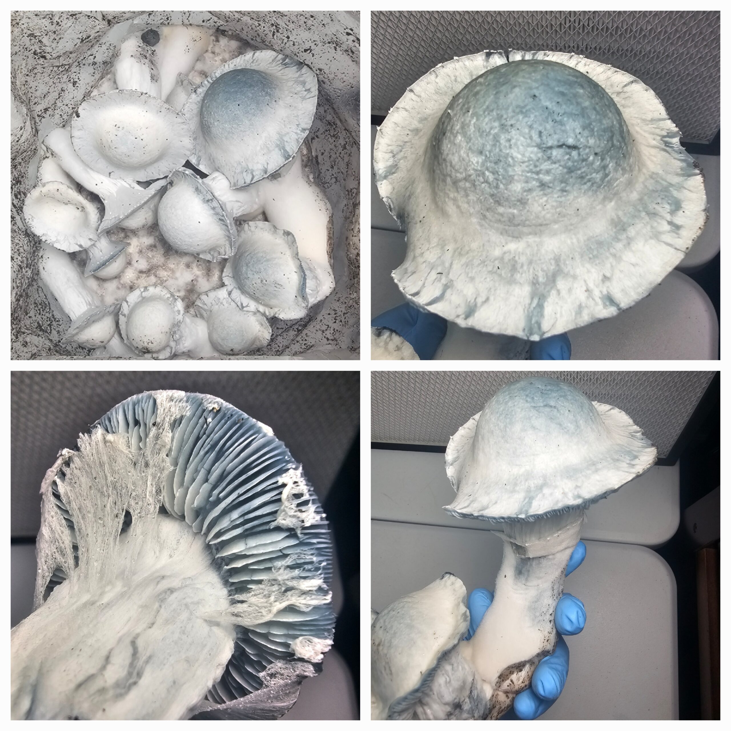 Albino Penis Envy (APE) GL9 Research Syringe - Image 2