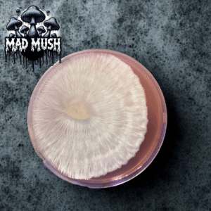 Lazy Tim Research Plate