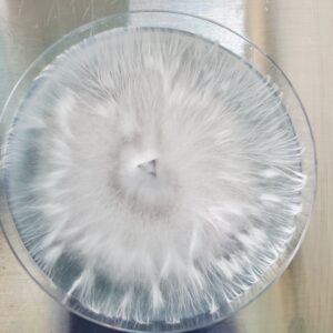 Shakti Uncut Research Plate 100mm