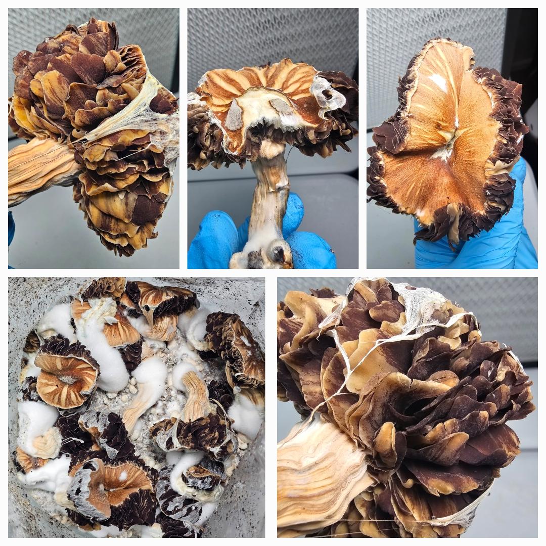 Choco Rojo Anemone Research Plate - Image 2