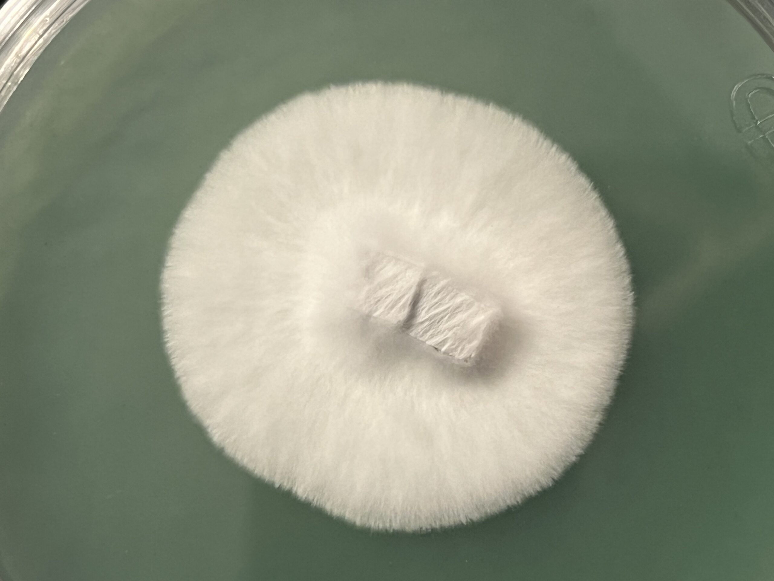 Toque X Flipper- Blob Mutation (90mm Research Plate)