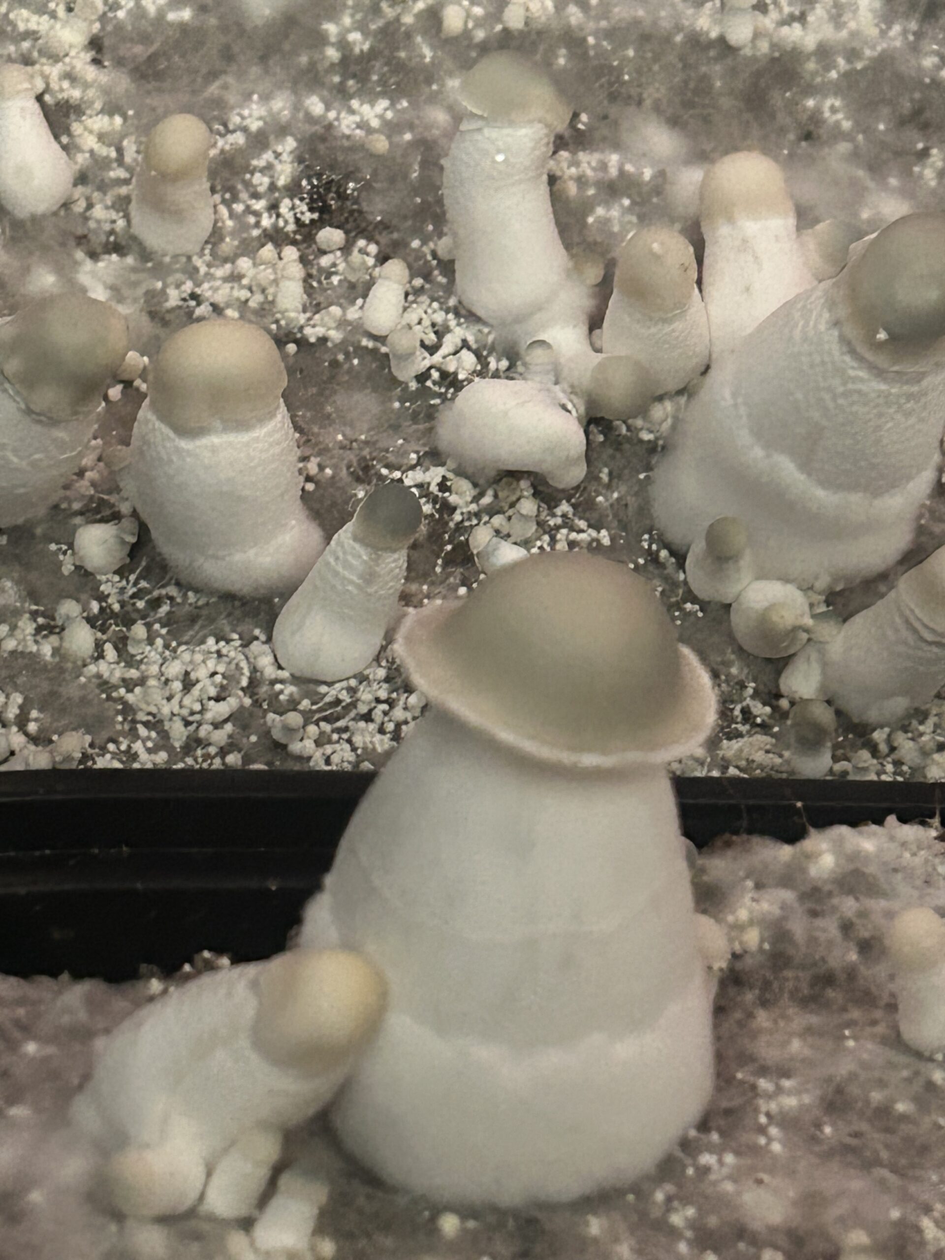 Drunk APE’s Research Swab Set - Image 4