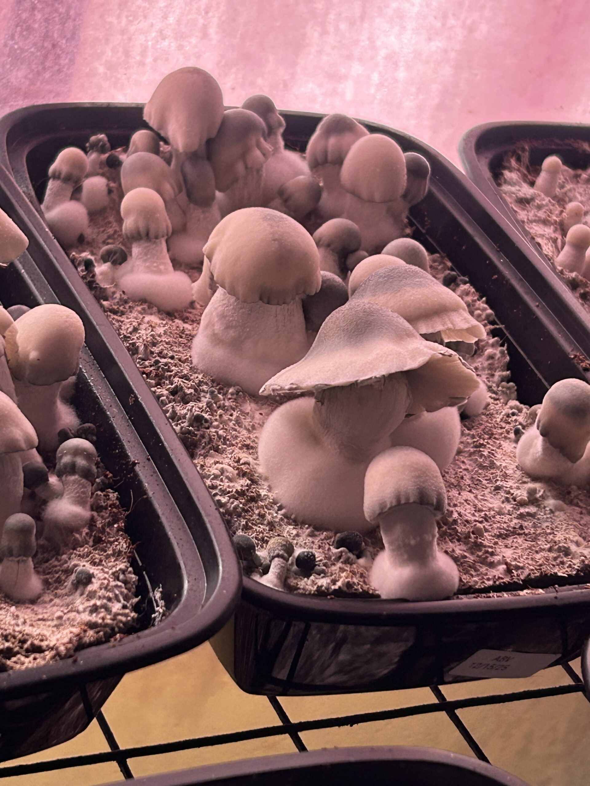 Albino Bluey Vuitton Research Swab Set - Image 4