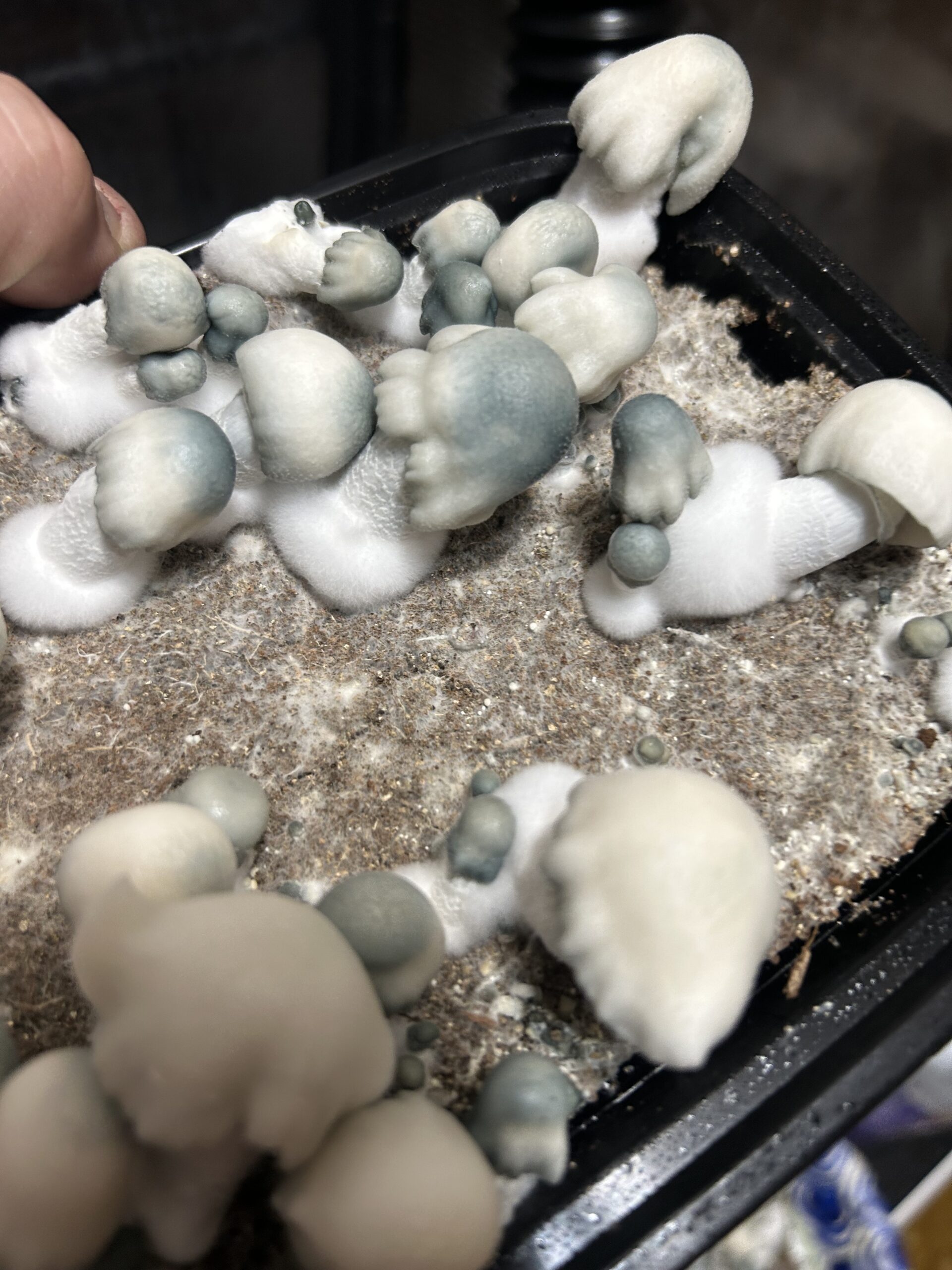 Albino Bluey Vuitton Research Swab Set - Image 2