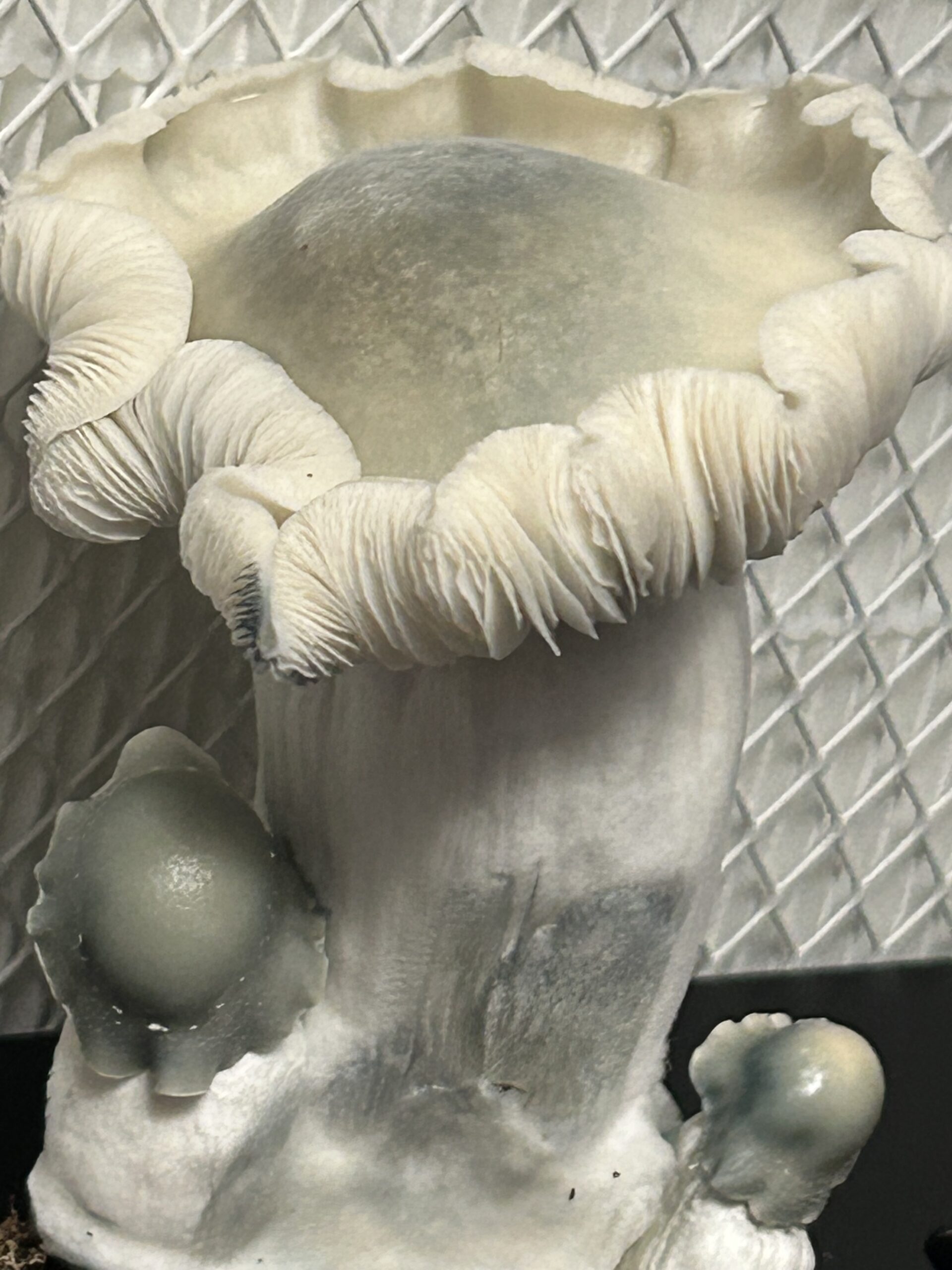 Albino Bluey Vuitton Research Swab Set - Image 3