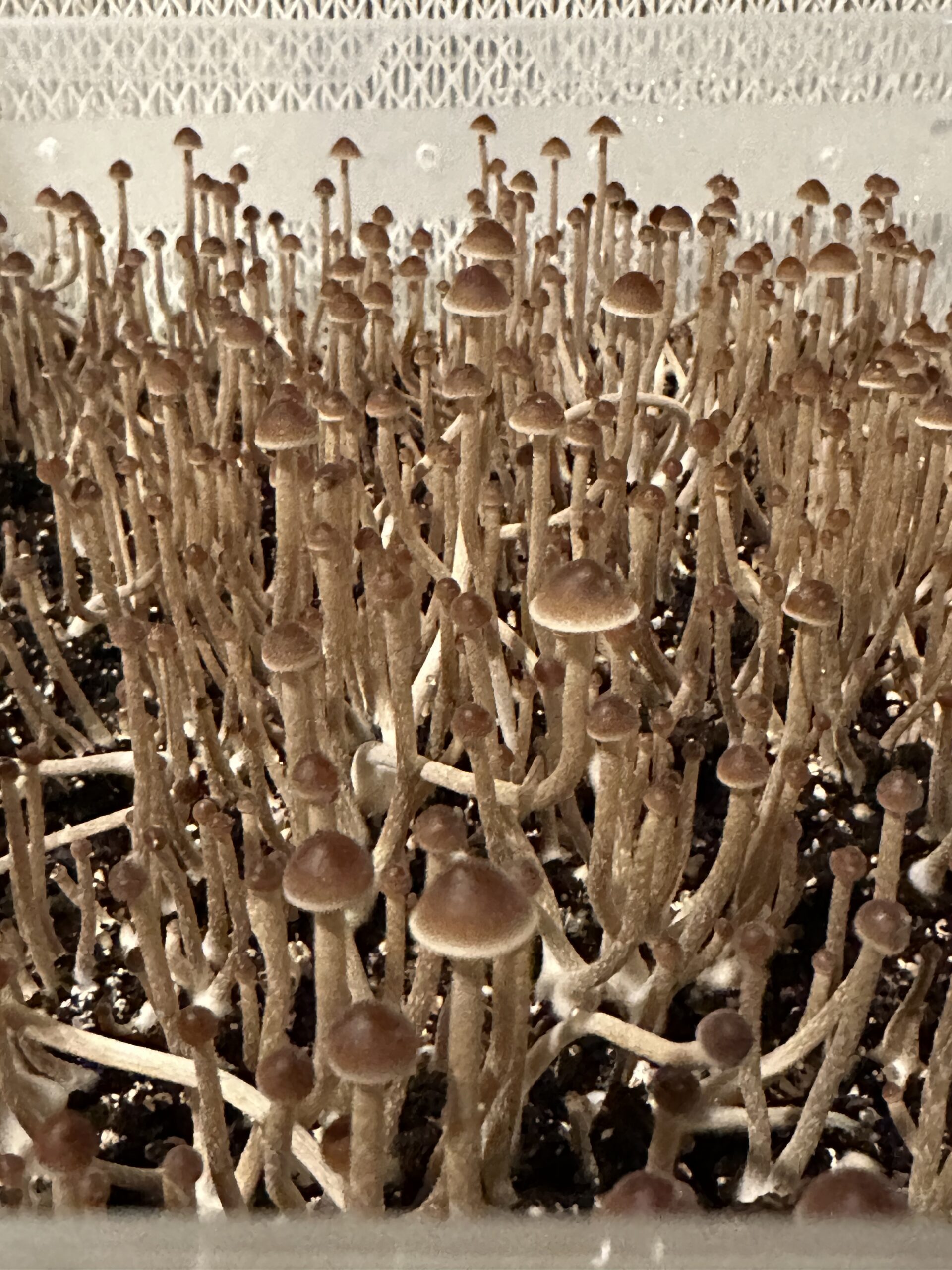 Psilocybe Mexicana "Jalisco" Swab Set - Image 3