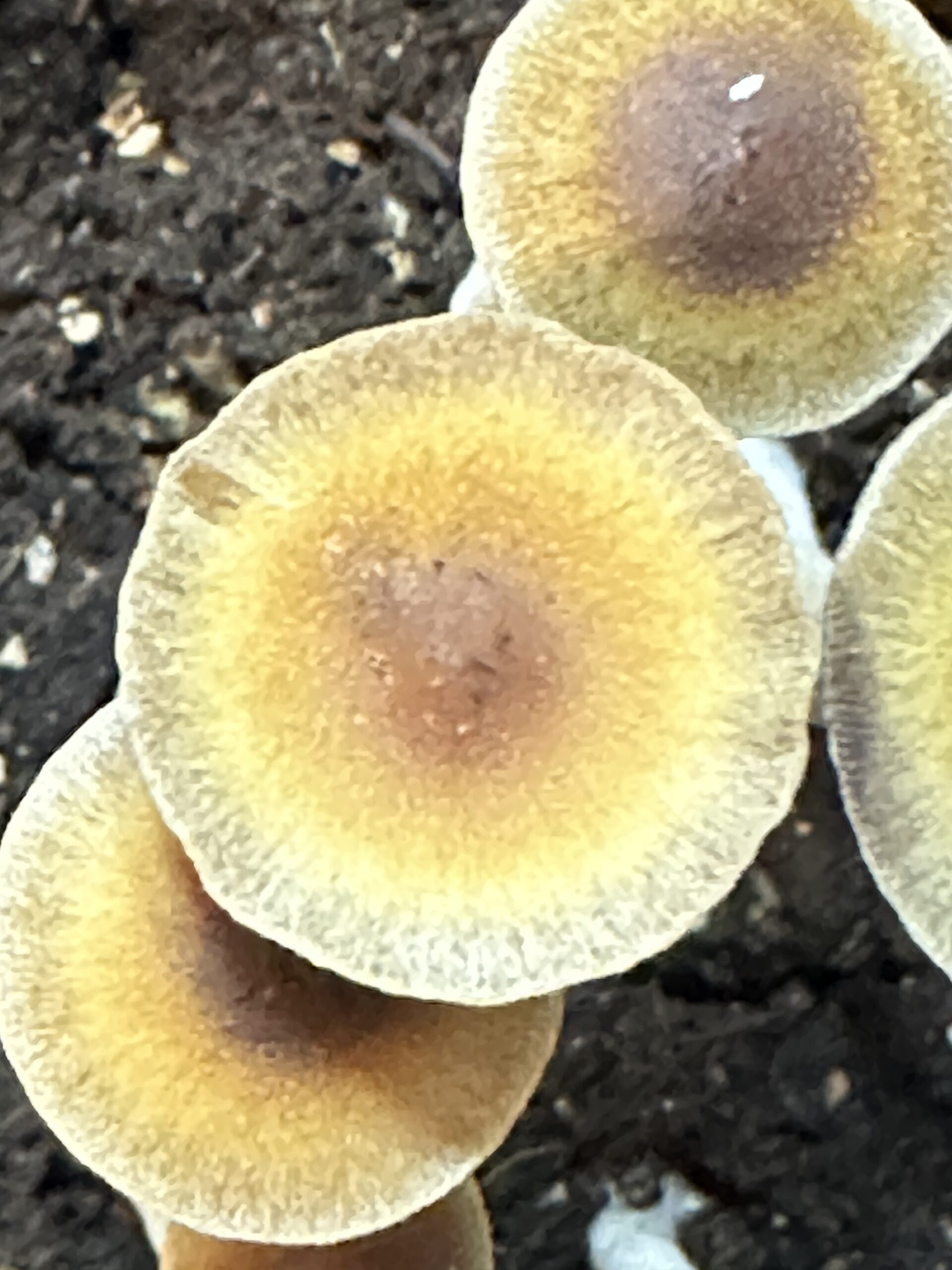 Psilocybe Mexicana "Jalisco" Swab Set - Image 2