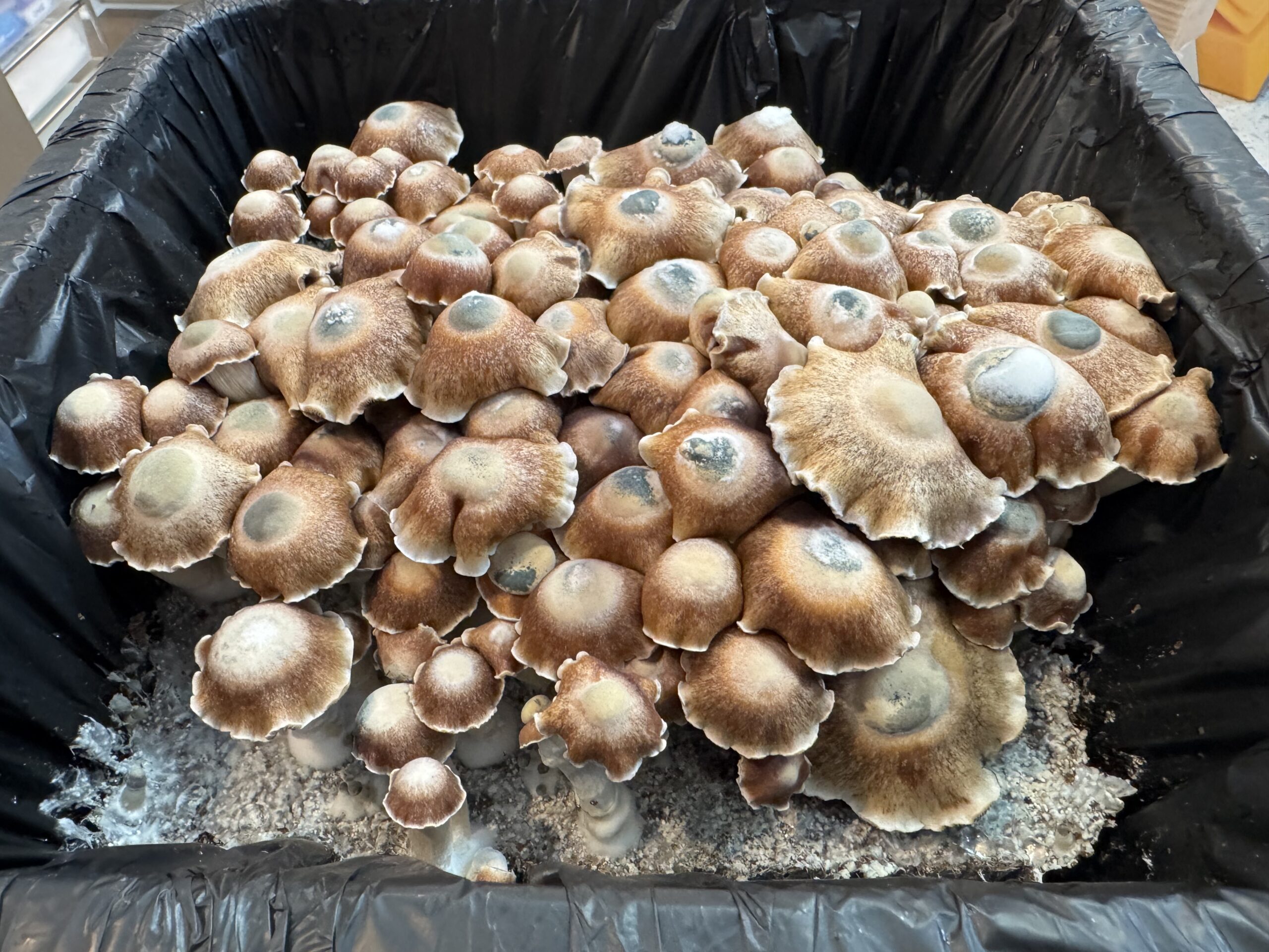 5 For 50 Research Syringe Bundle - Image 3