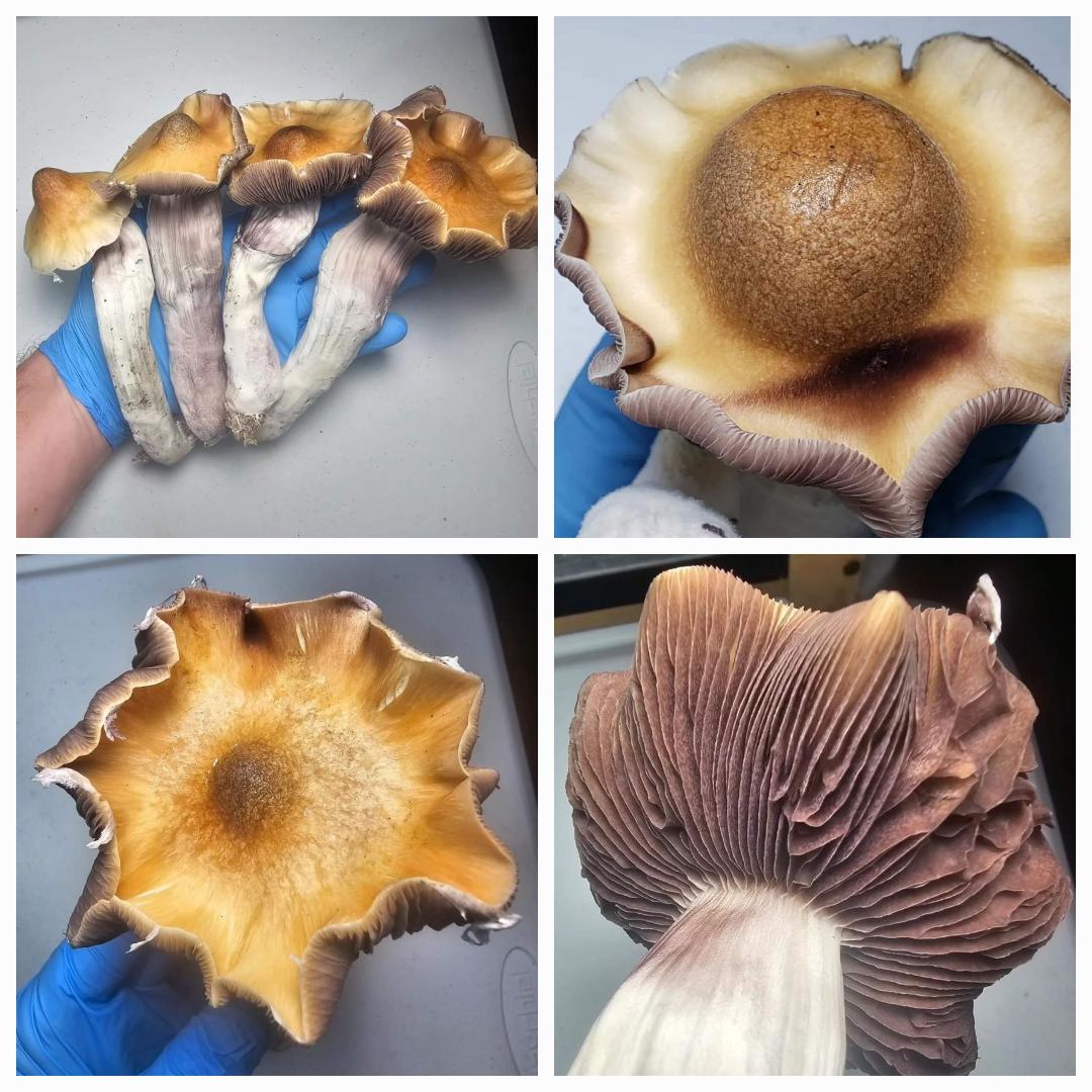 MoonDance Research Plate - Image 2