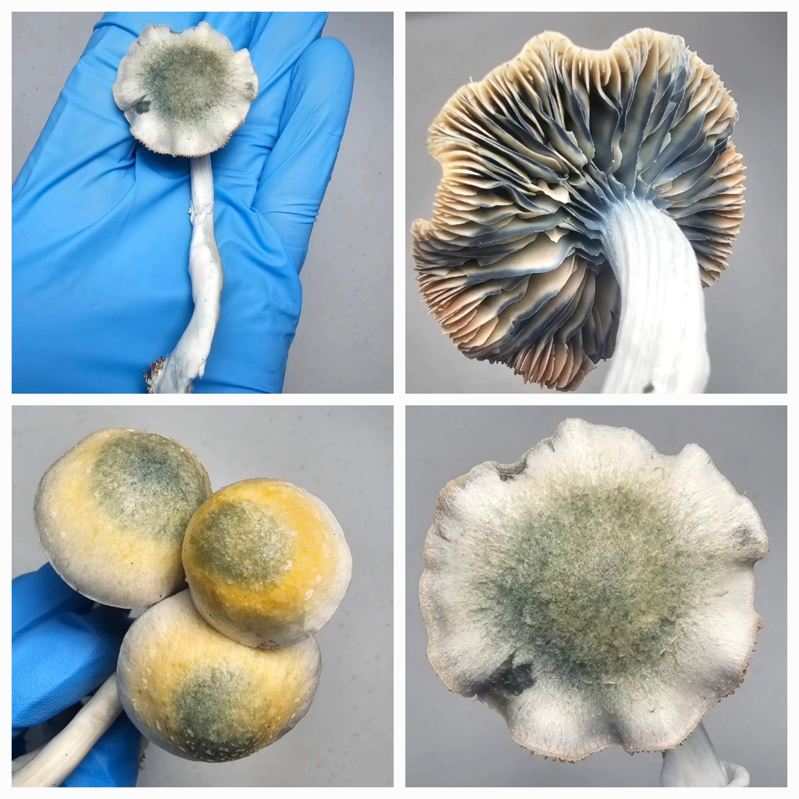 Psilocybe Ochraceocentrata (Aff. Natalensis) Green Cap Research Plate - Image 3
