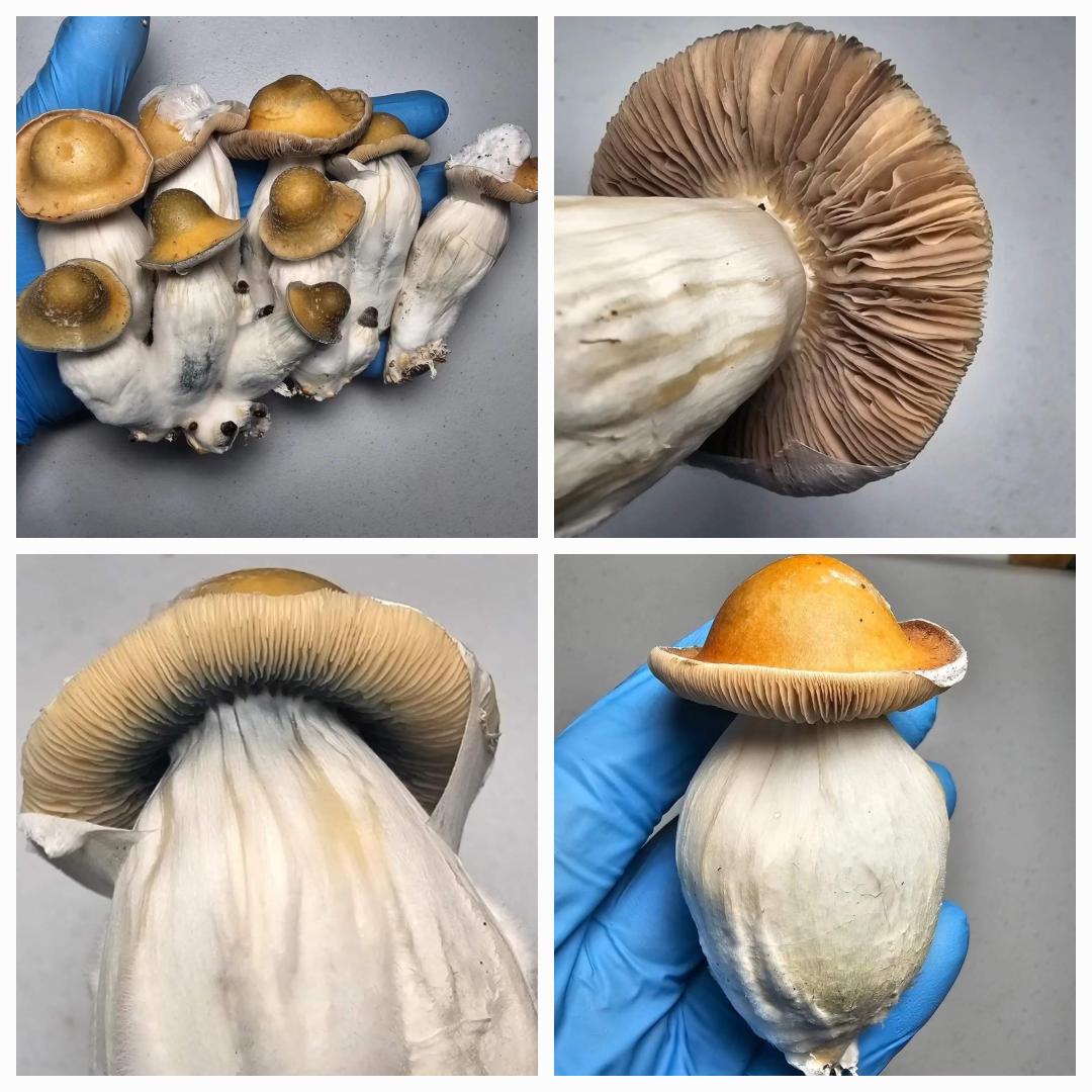 Trinity x APE Research Plate - Image 2