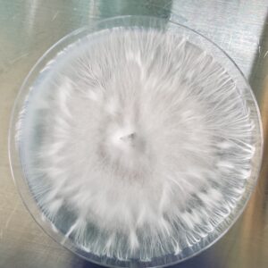 Pan. Cambo. "Komodo" x Pan, Cyan, "BVI" Research Plate 100mm