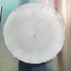 Panaelous Cyanescens "Jupiter FL" Wild Research Plate 100mm