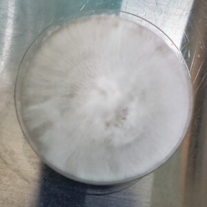 Panaelous Cyanescens Eungai Research Plate 100mm