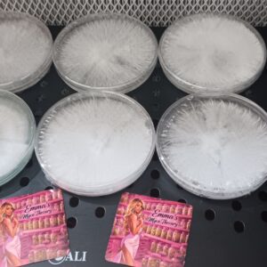 Space Bundle (6 Plates)